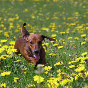Lulu running as she did !