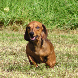 Lulu - in pursuit of a stick
