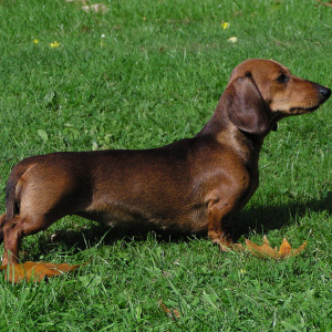 Lulu - 11 months old