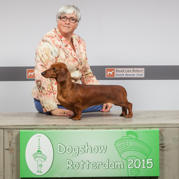 Memphis – Bitch CAC, CACIB & BOS winner in Rotterdam Memphis - Bitch CAC, CACIB & BOS winner in Rotterdam